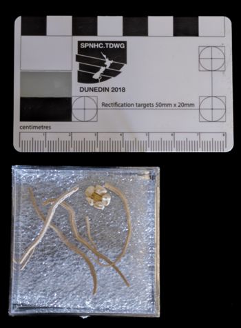 Media type: image;   Invertebrate Zoology OPH-3742 Description: Picture of specimen lot in its container, arms and disc separated from each other.;  Aspect: container